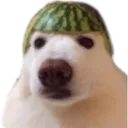 paod_soldierdogo