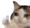 sadCat