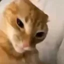 whutcat Discord Emoji