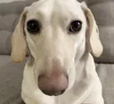 whitney