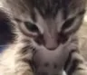 grrr