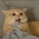 catshock