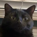 CapyKotGremlin Discord Emoji