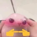 shy