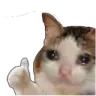 im_kitty_ok im_kitty_ok