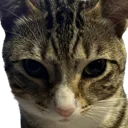 tom tom