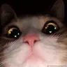 tlcWholesomeCatStare