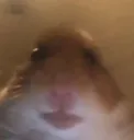 deformedhamster
