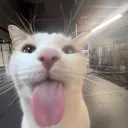 BLAH BLAH