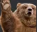 heybear