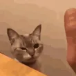 HighFive2