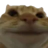 GatoSonriso GatoSonriso
