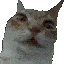Cat_uhhh
