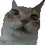 Cat_uhhh