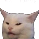 Confusedcat confusedCat Discord Emoji