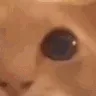 Lyta_sus