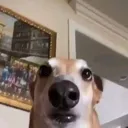 ayo