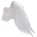 right_angel_wing