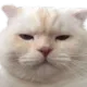 4dndwutcat Discord Emoji