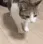 deadcat