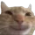 Happy Cat happycat Discord Emoji