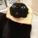 Bread Cat BreadCat Discord Emoji