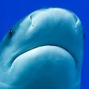 sadshark