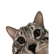 lvndmaSUS