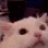 catscreech