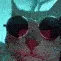 CZ_catvibe CZ_catvibe