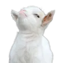 SmugGoat SmugGoat