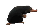 niffler