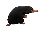 niffler