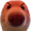 cho5 cho5
