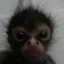 ANGRE