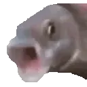 PogFish