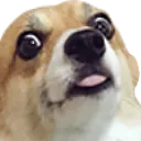 Dogger Dogger