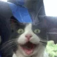 CatHappy CatHappy
