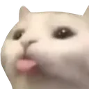catlicktongue