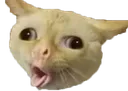cat Discord Emoji