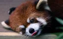 4545925animalsredpandanaturered