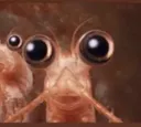 krill