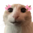 teneCute