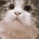 CatNodders