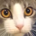 cb_gatopica