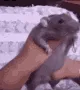 ratGroove