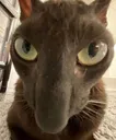 Demontimecat