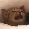 kittyfright