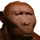 livemonkereaction livemonkereaction