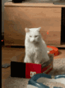 okcat animated emote - ☯𝗗𝗥𝗘𝗔𝗠𝗟𝗔𝗡𝗗☯